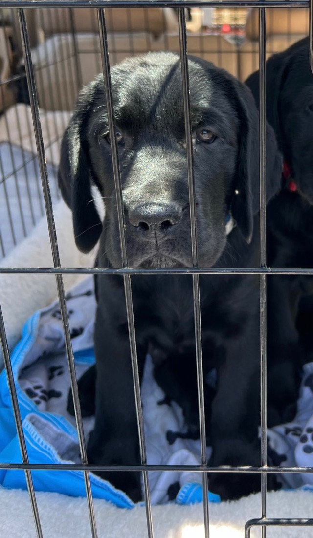 Monterey Bay Lab Rescue