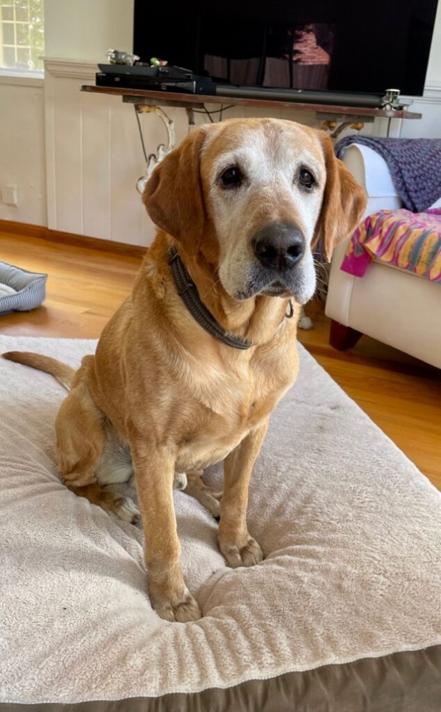 2022 Jax on bed Monterey Bay Lab Rescue