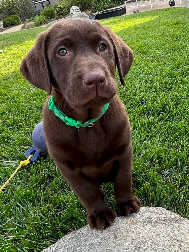 2022 Chrissy best Monterey Bay Lab Rescue