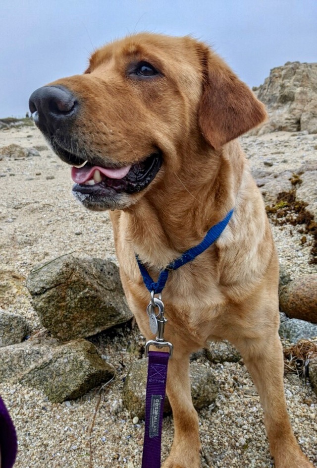 Monterey Bay Lab Rescue