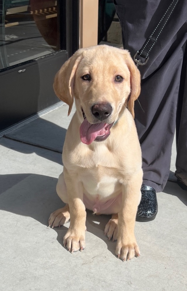 dog separation fence