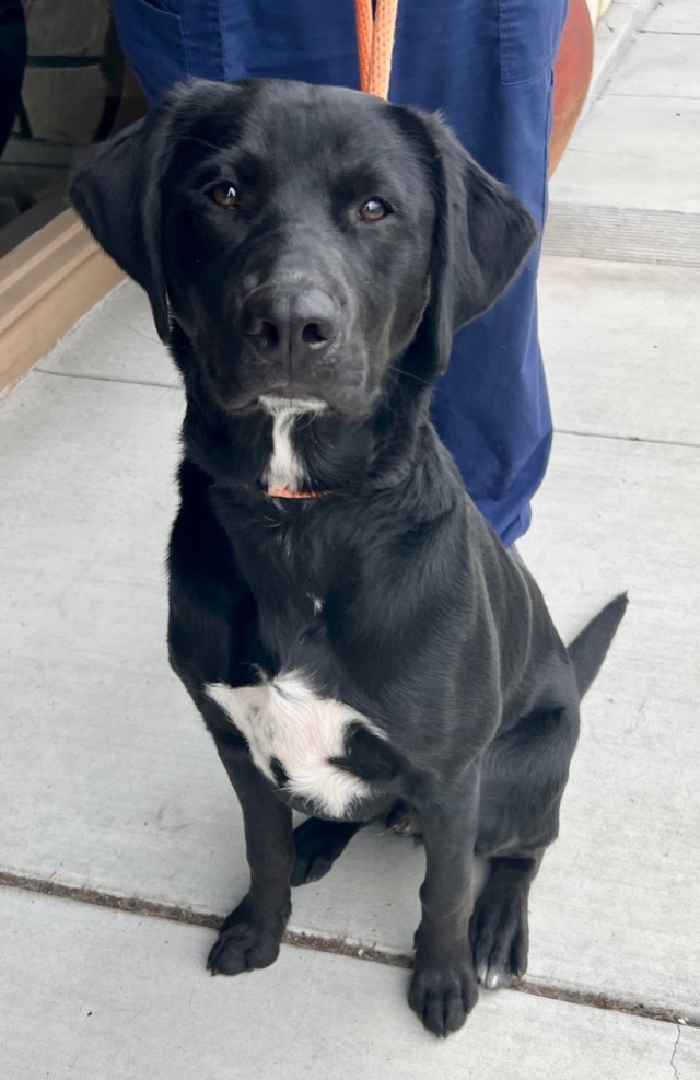 Monterey Bay Lab Rescue