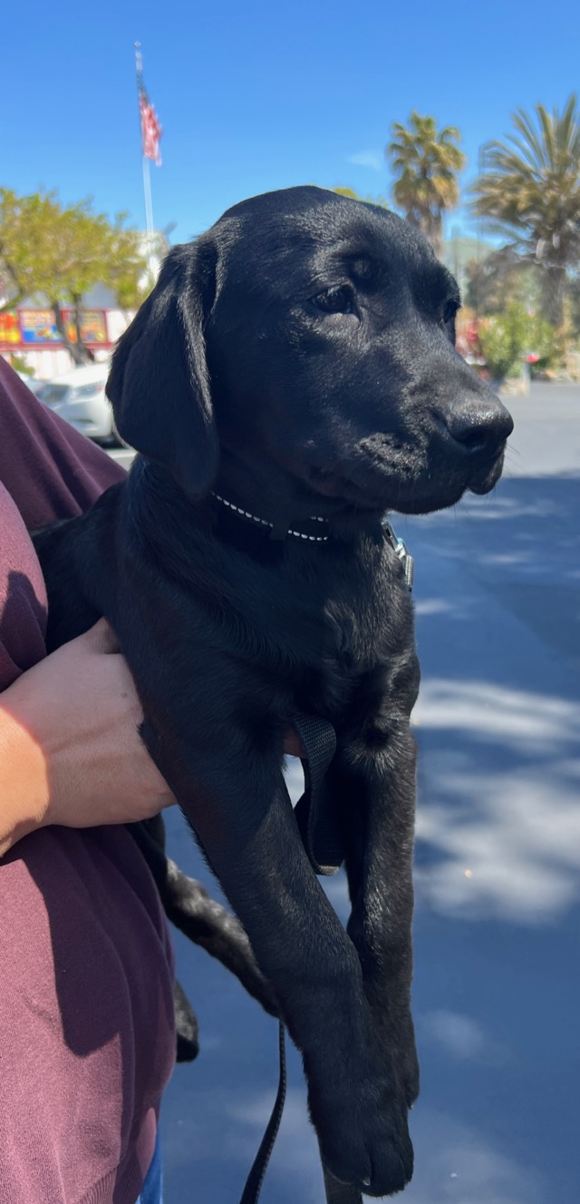 Monterey Bay Lab Rescue