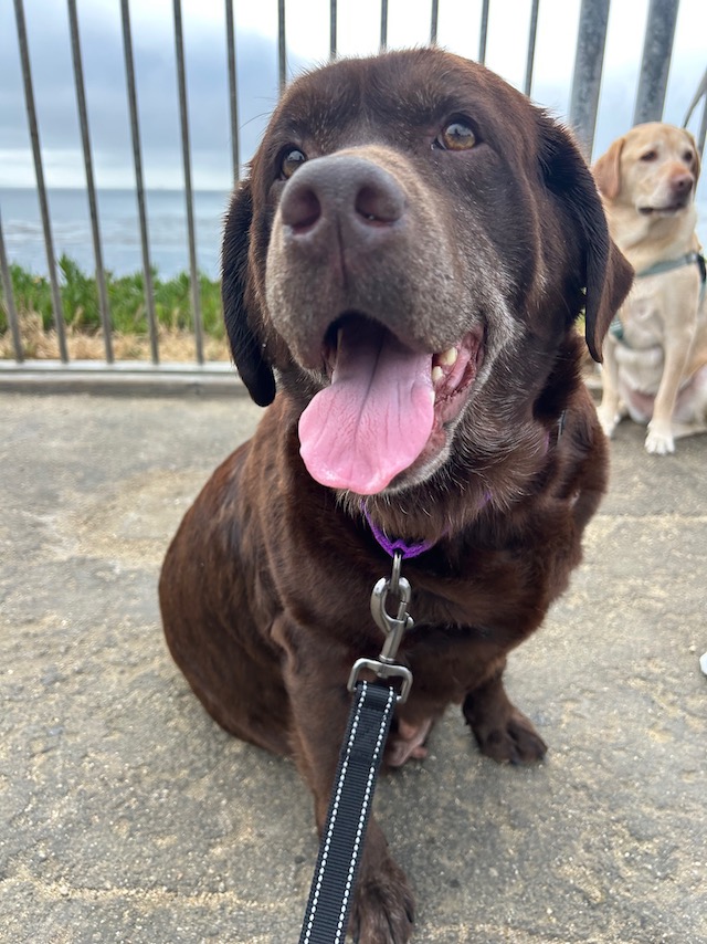 Monterey Bay Lab Rescue