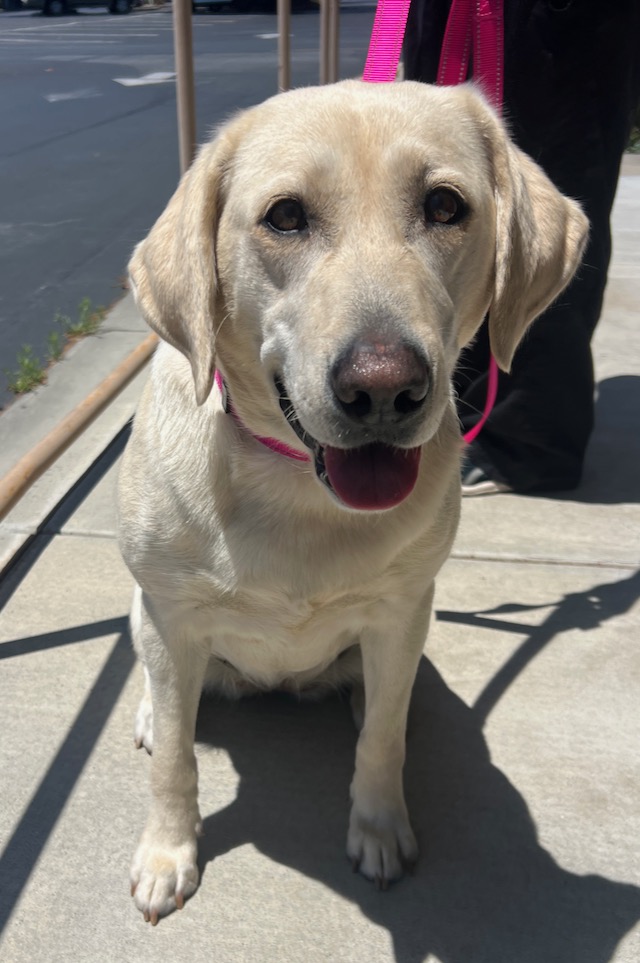 2025 Blondie Monterey Bay Lab Rescue