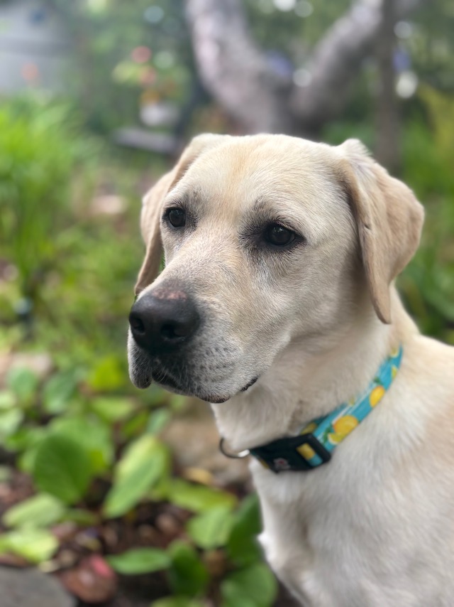 2025 Lightning Monterey Bay Lab Rescue