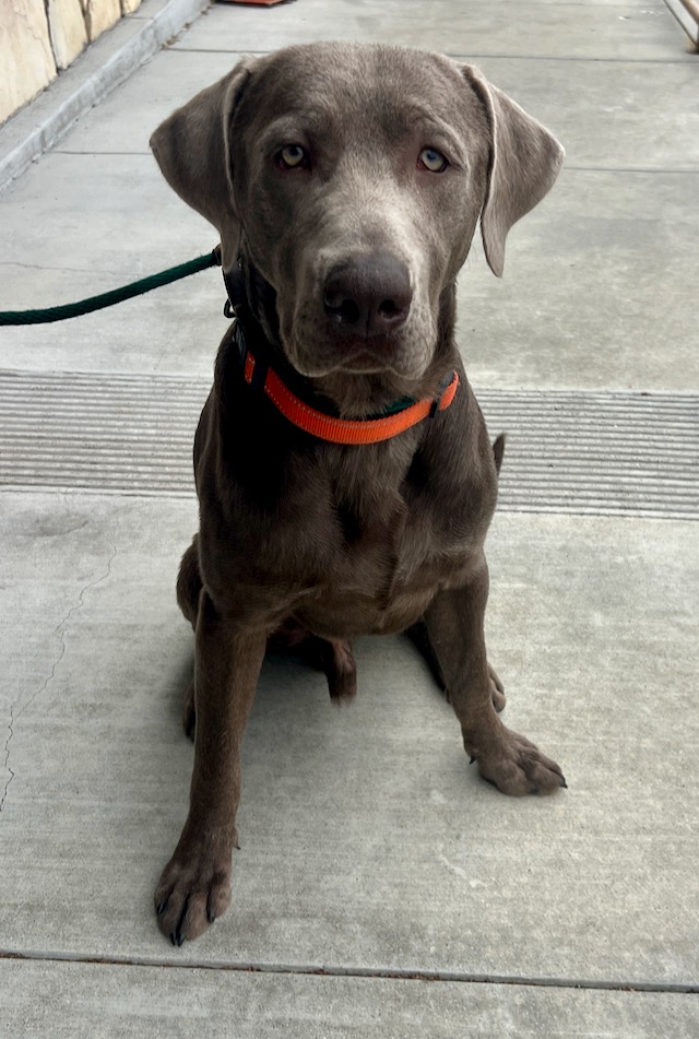 2025 Obi Monterey Bay Lab Rescue